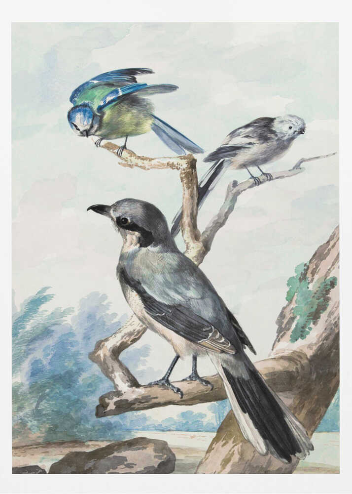 Three Birds - Poster / Art Print