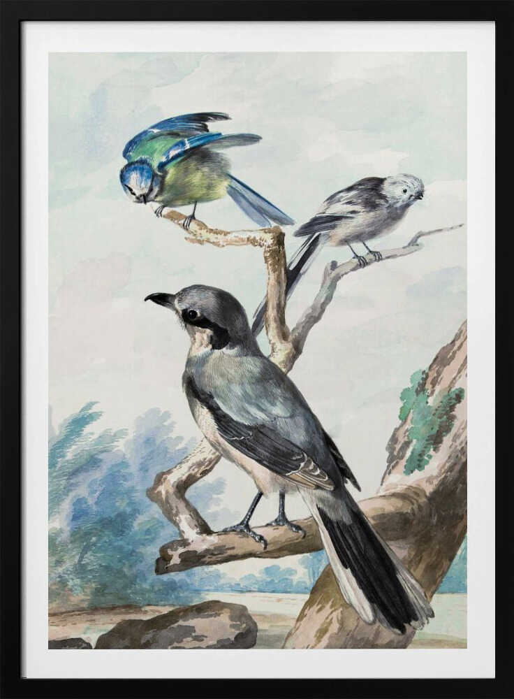 Three Birds - Poster / Art Print