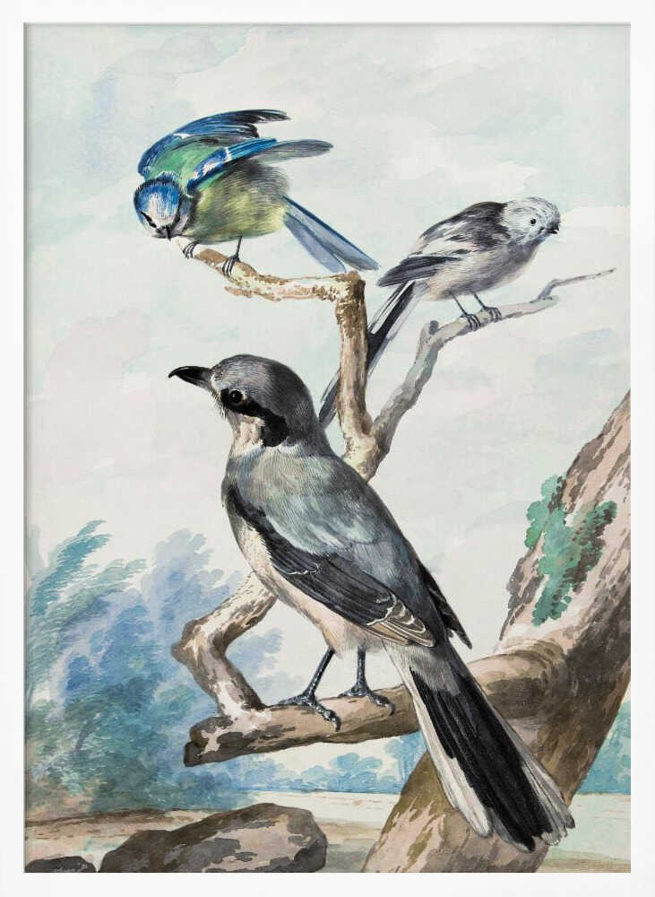 Three Birds - Poster / Art Print