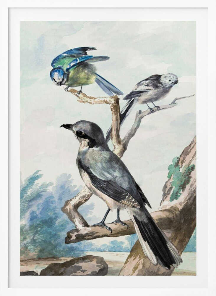 Three Birds - Poster / Art Print