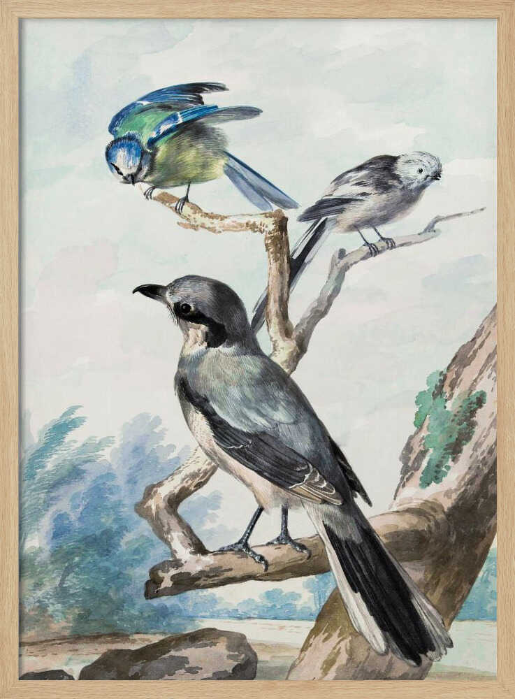 Three Birds - Poster / Art Print