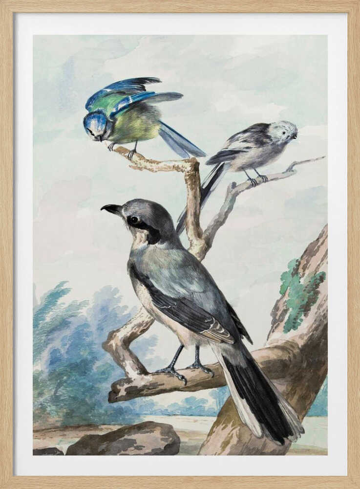 Three Birds - Poster / Art Print
