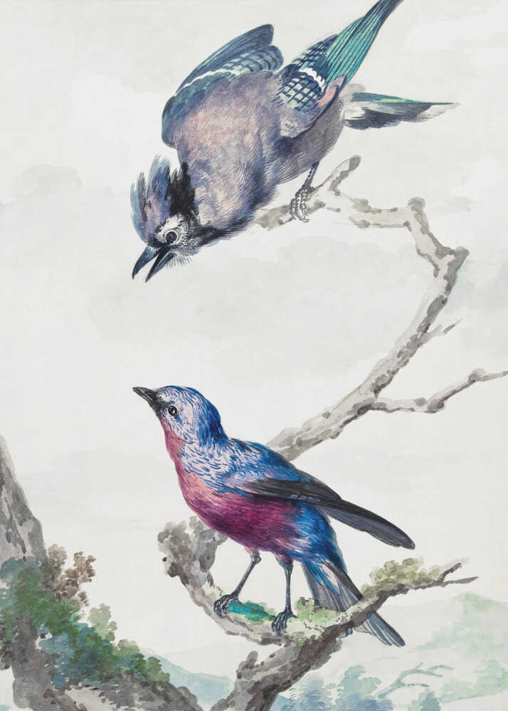 Two Birds  a Blue Jay and a Purple Breasted Cotinga - Poster / Art Print