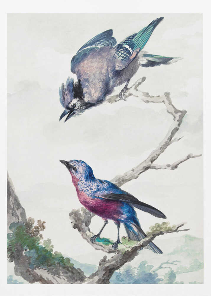 Two Birds  a Blue Jay and a Purple Breasted Cotinga - Poster / Art Print