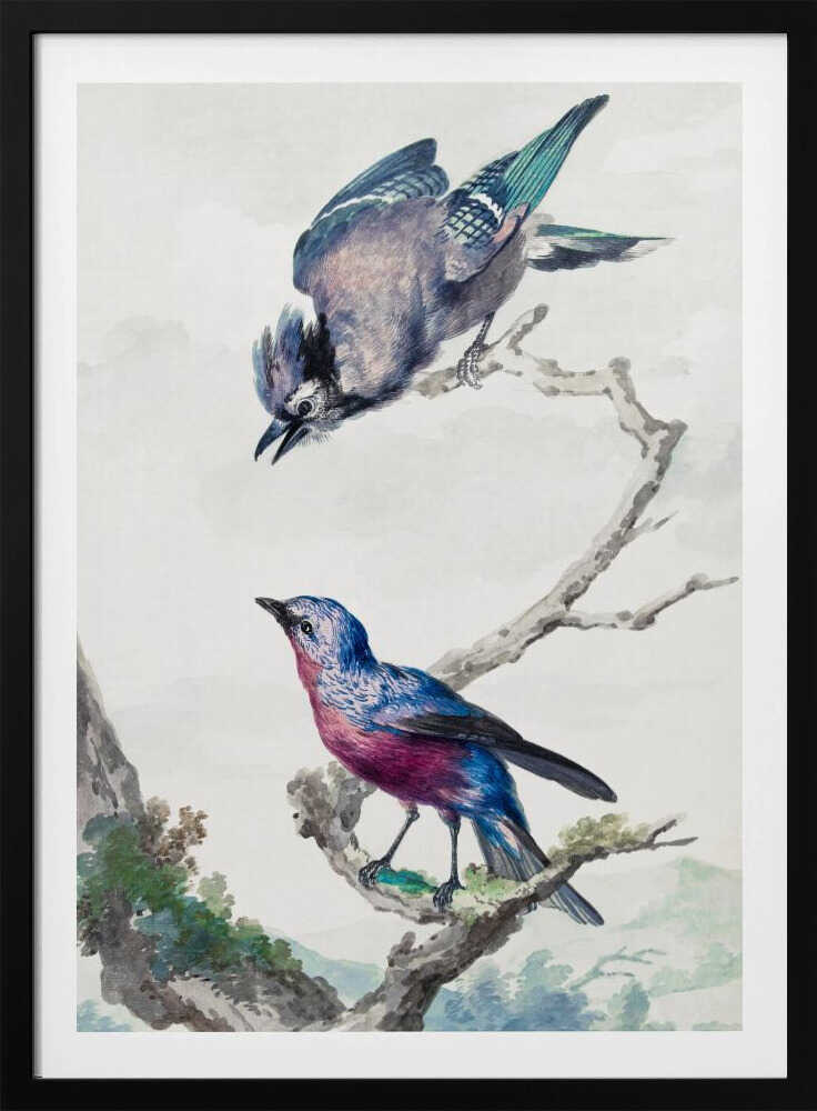 Two Birds  a Blue Jay and a Purple Breasted Cotinga - Poster / Art Print