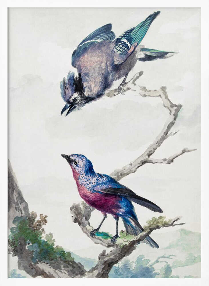 Two Birds  a Blue Jay and a Purple Breasted Cotinga - Poster / Art Print