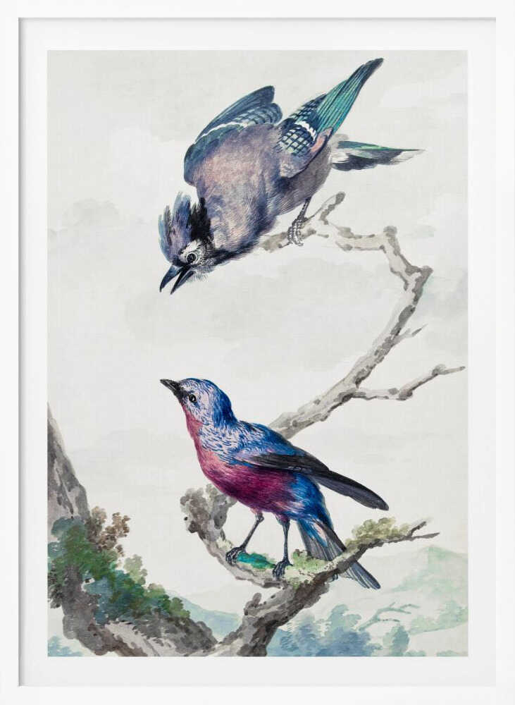 Two Birds  a Blue Jay and a Purple Breasted Cotinga - Poster / Art Print