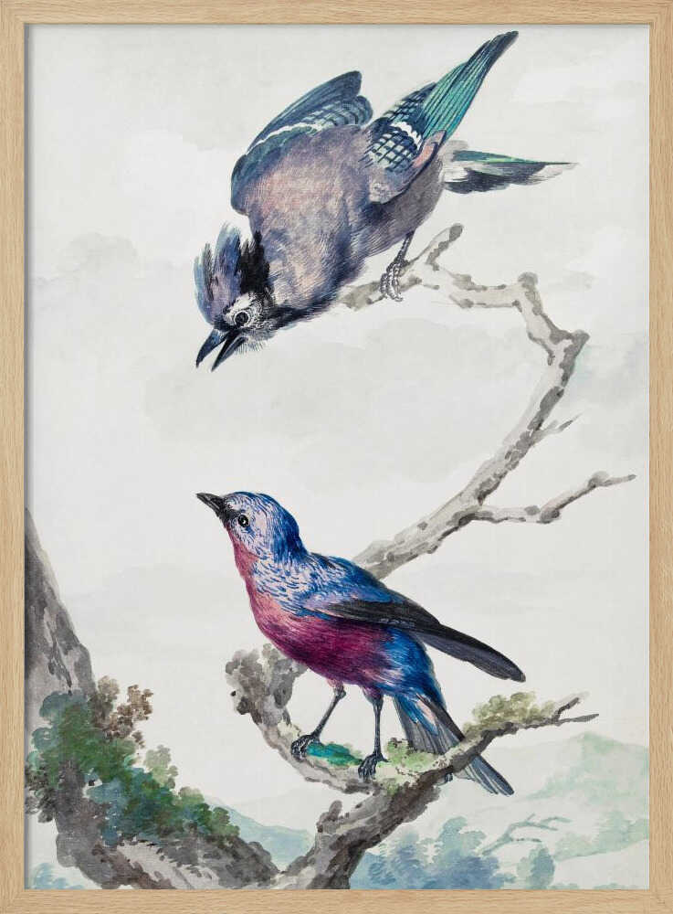 Two Birds  a Blue Jay and a Purple Breasted Cotinga - Poster / Art Print