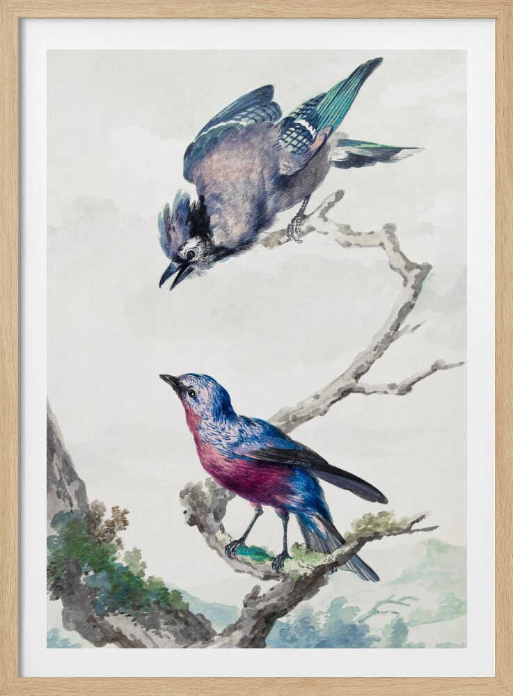 Two Birds  a Blue Jay and a Purple Breasted Cotinga - Poster / Art Print
