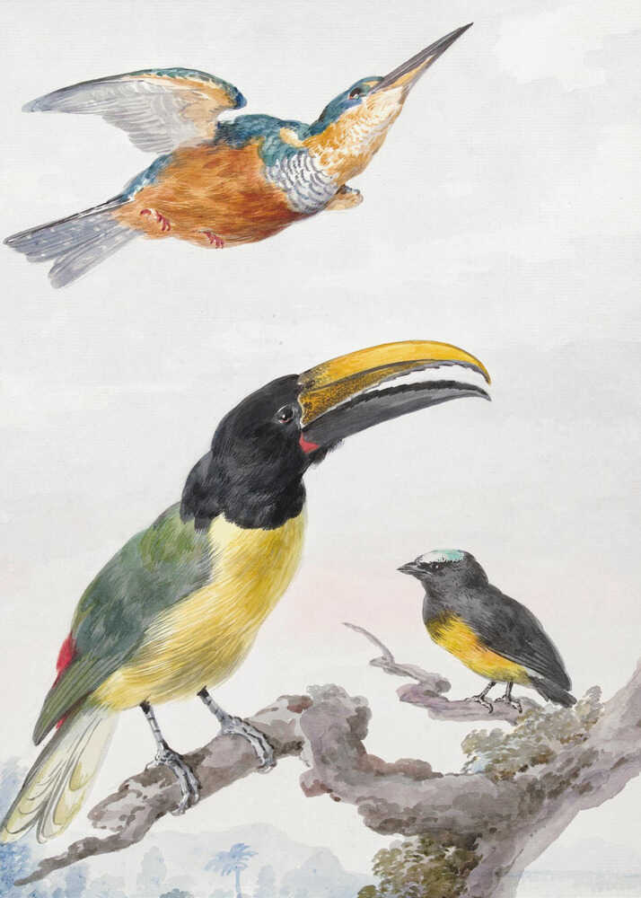 Three Birds  a Kingfisher, a Prince Von Wied's Toucan and an Sparrow - Poster / Art Print
