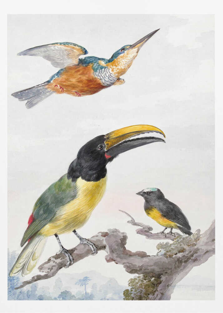 Three Birds  a Kingfisher, a Prince Von Wied's Toucan and an Sparrow - Poster / Art Print