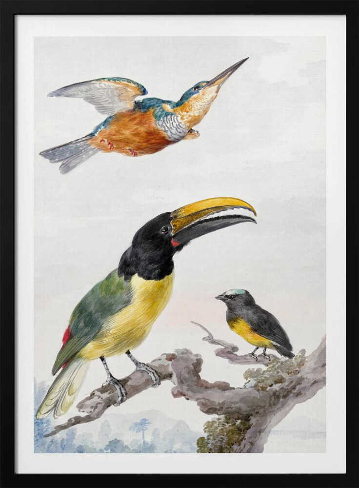 Three Birds  a Kingfisher, a Prince Von Wied's Toucan and an Sparrow - Poster / Art Print