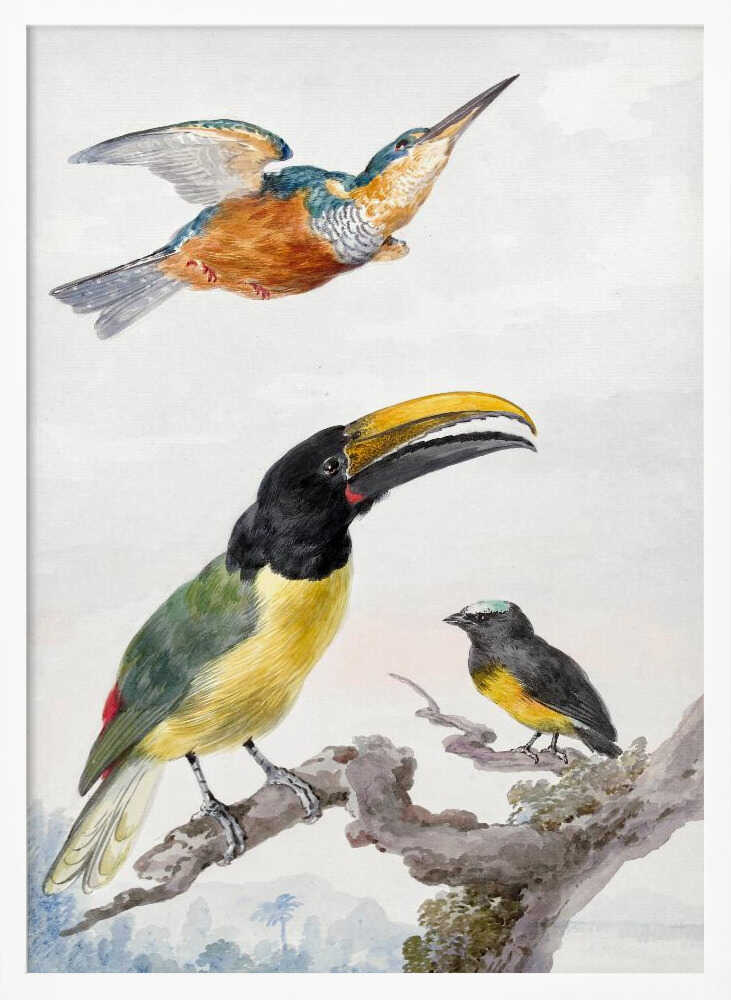 Three Birds  a Kingfisher, a Prince Von Wied's Toucan and an Sparrow - Poster / Art Print