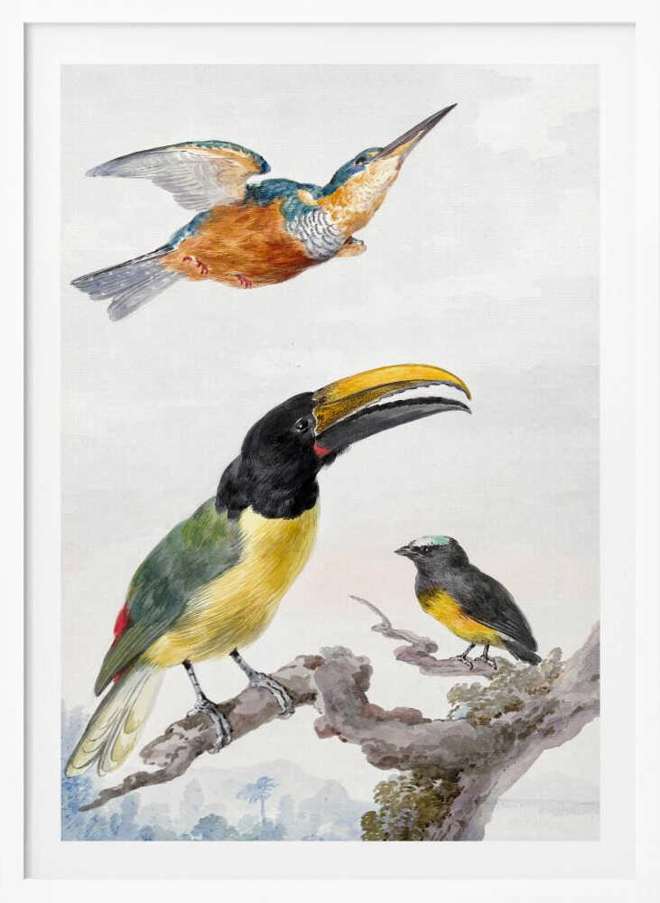 Three Birds  a Kingfisher, a Prince Von Wied's Toucan and an Sparrow - Poster / Art Print