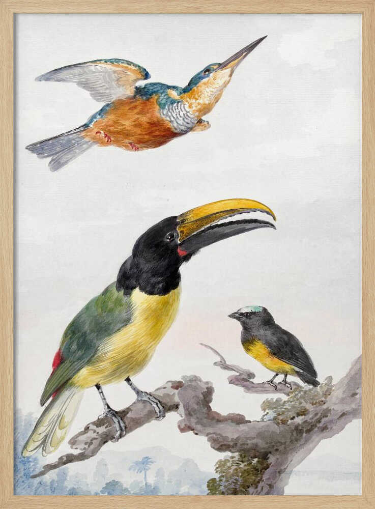 Three Birds  a Kingfisher, a Prince Von Wied's Toucan and an Sparrow - Poster / Art Print