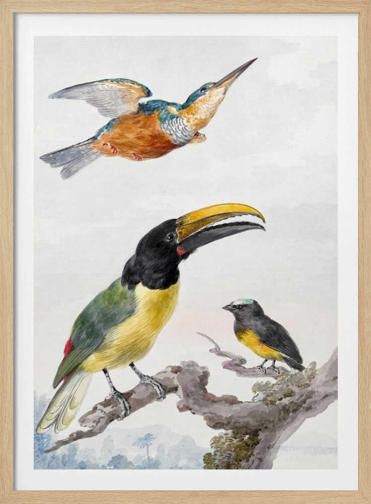 Three Birds  a Kingfisher, a Prince Von Wied's Toucan and an Sparrow - Poster / Art Print