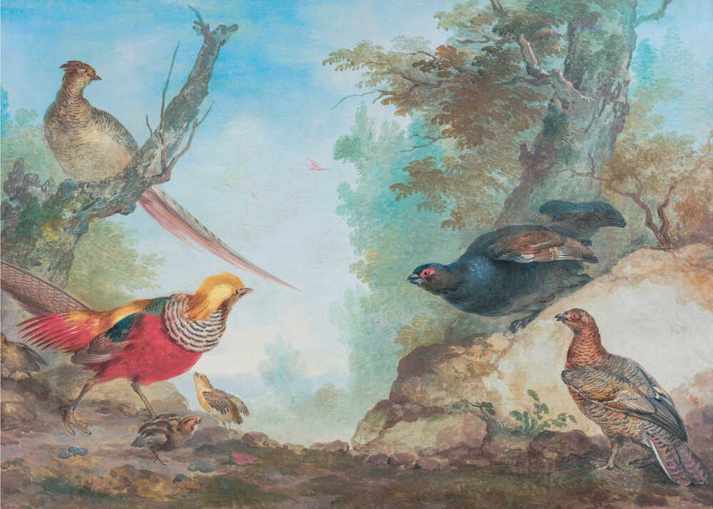 Pheasants - Poster / Art Print