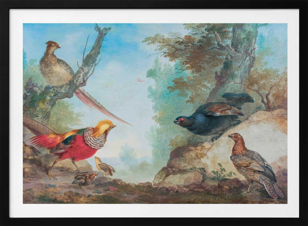 Pheasants - Poster / Art Print