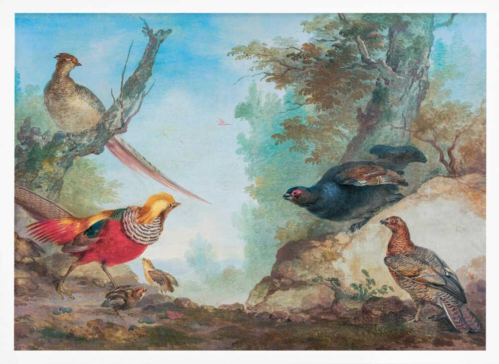 Pheasants - Poster / Art Print