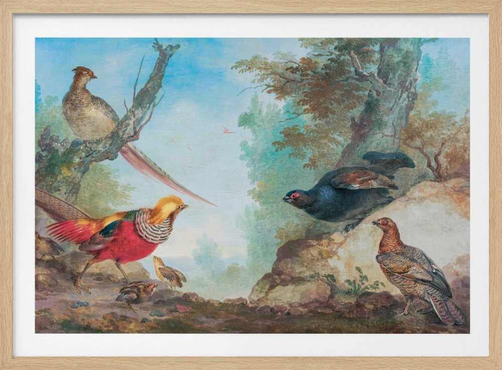 Pheasants - Poster / Art Print