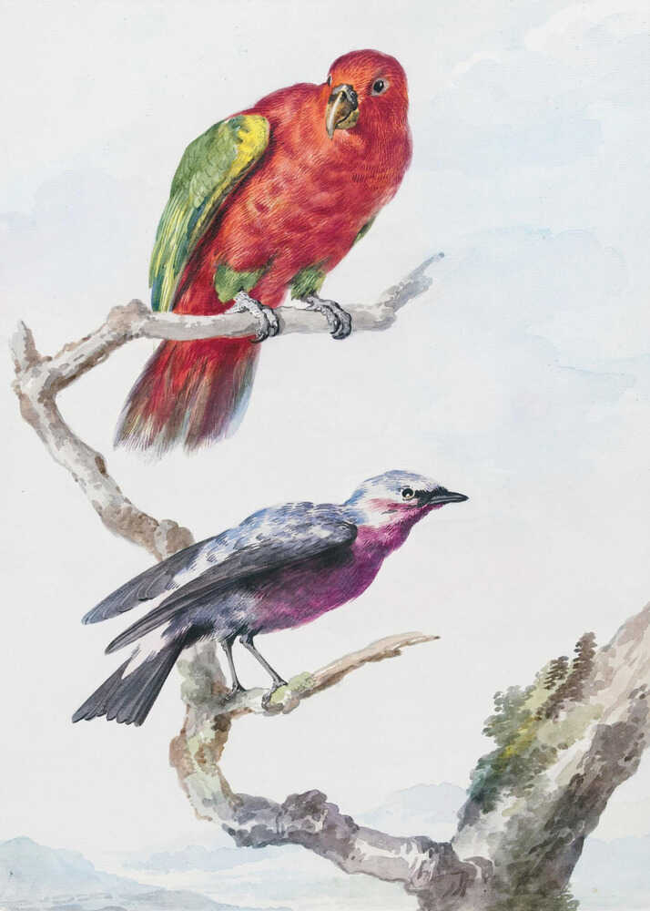 Two Birds, Including a Red Green Parrot - Poster / Art Print