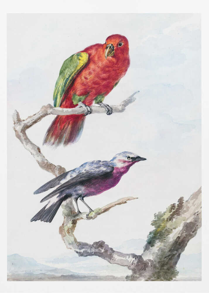 Two Birds, Including a Red Green Parrot - Poster / Art Print