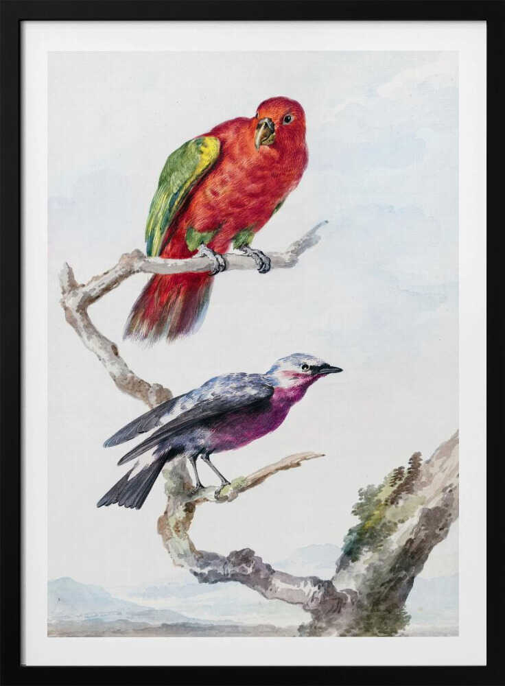Two Birds, Including a Red Green Parrot - Poster / Art Print