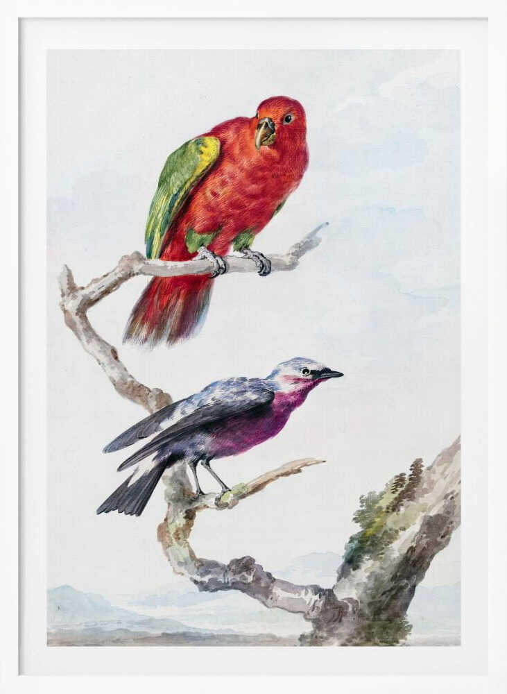 Two Birds, Including a Red Green Parrot - Poster / Art Print
