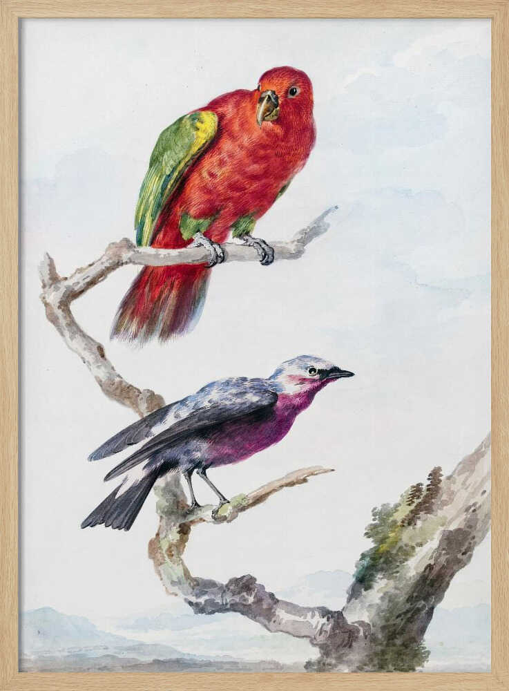 Two Birds, Including a Red Green Parrot - Poster / Art Print