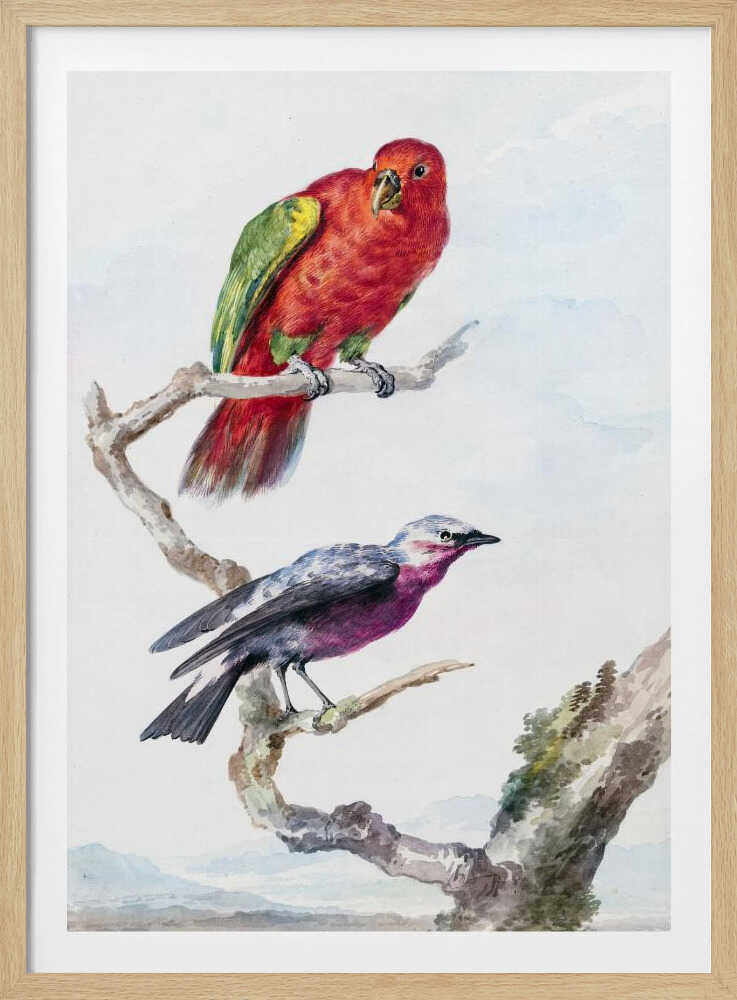 Two Birds, Including a Red Green Parrot - Poster / Art Print