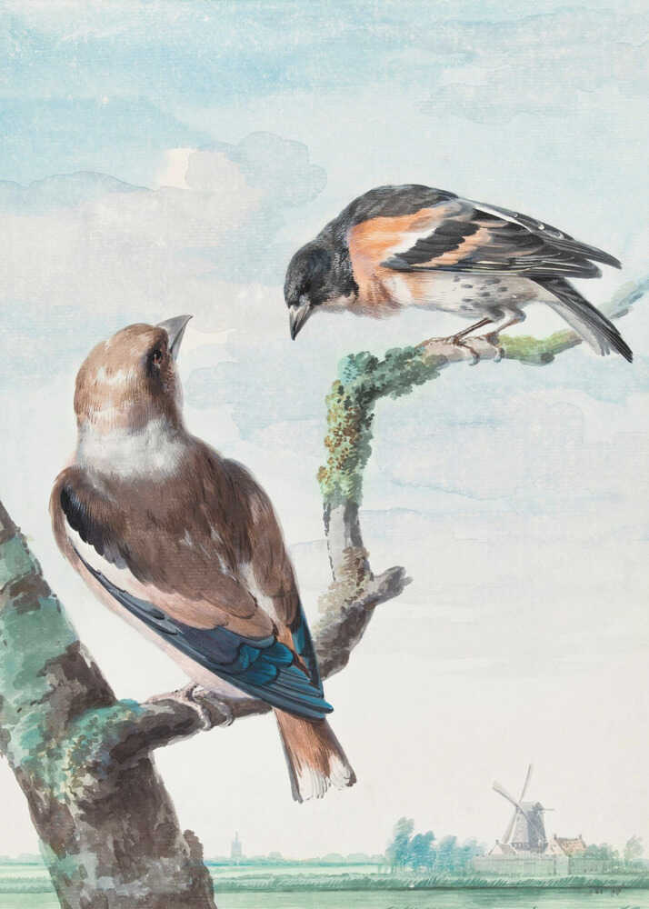Two Birds  Hawfinch - Poster / Art Print