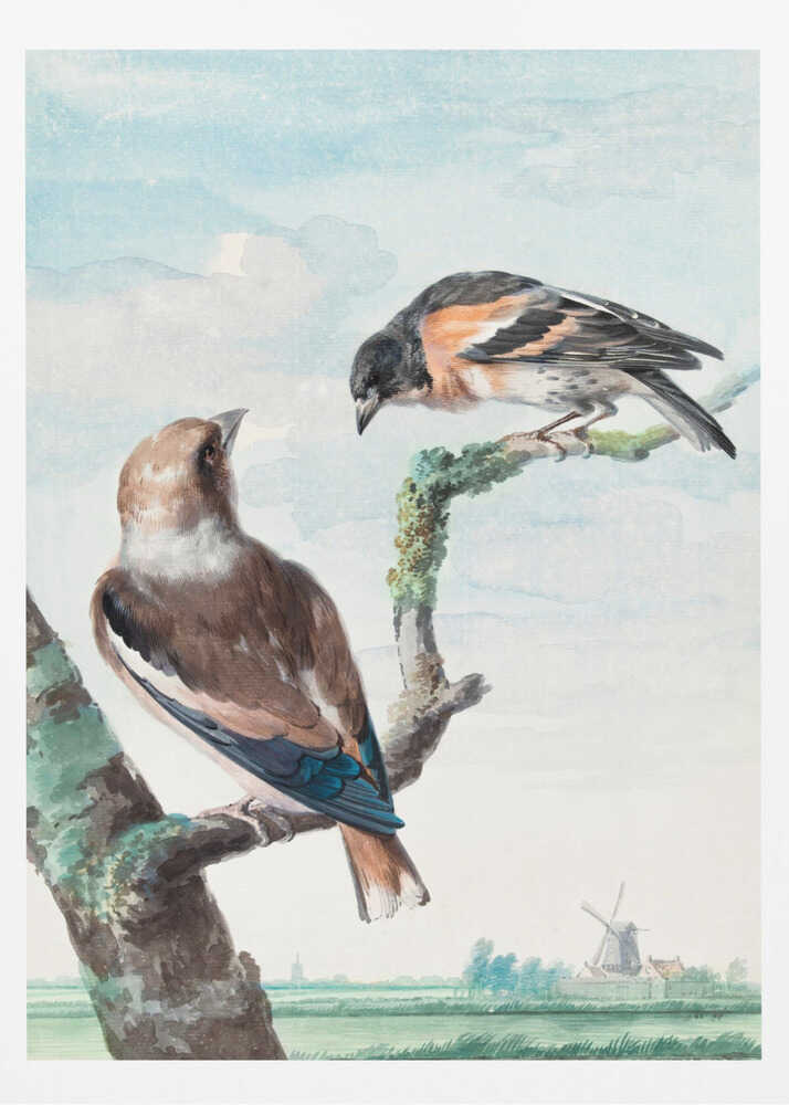 Two Birds  Hawfinch - Poster / Art Print