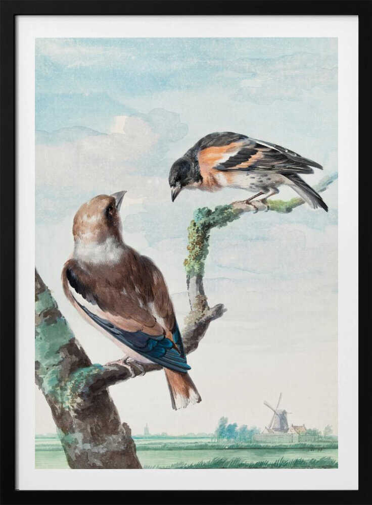 Two Birds  Hawfinch - Poster / Art Print