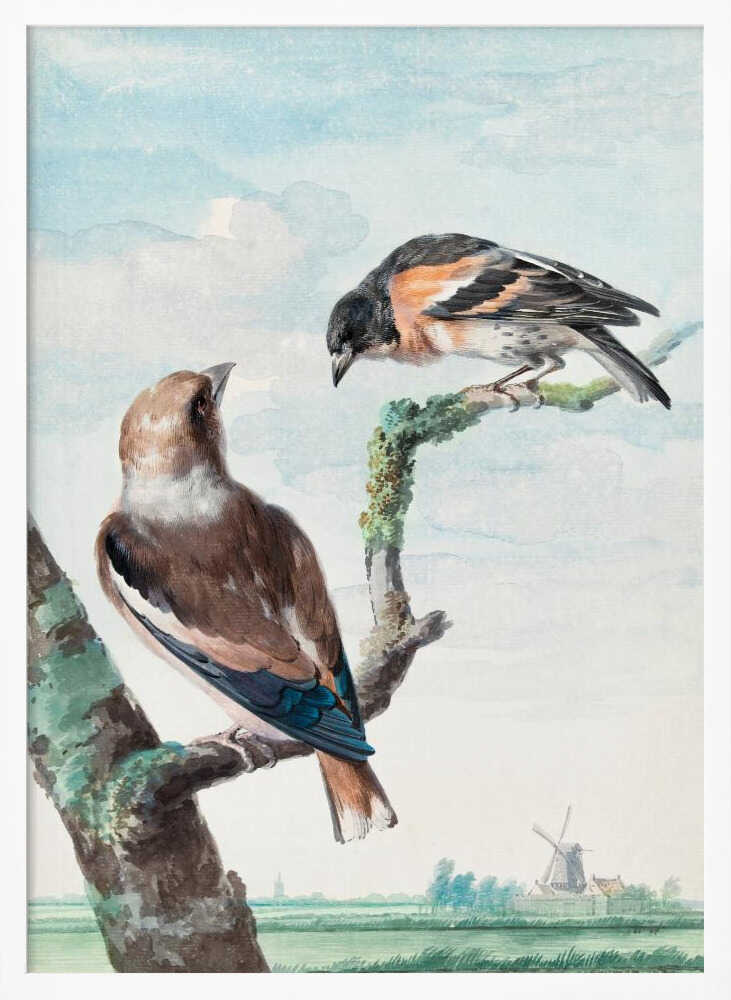 Two Birds  Hawfinch - Poster / Art Print