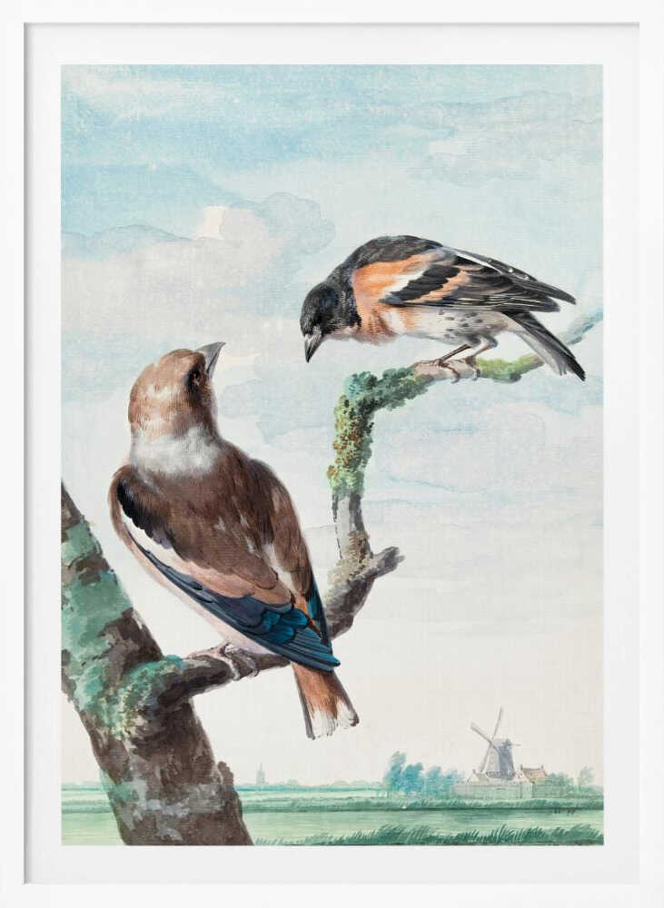 Two Birds  Hawfinch - Poster / Art Print