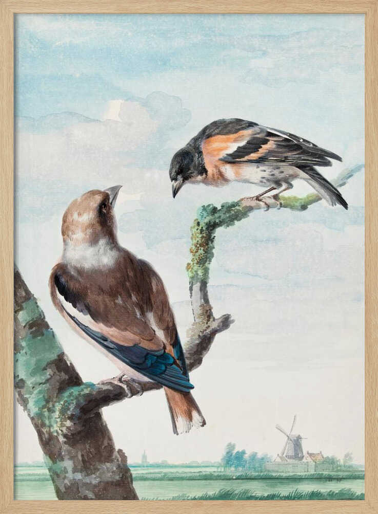 Two Birds  Hawfinch - Poster / Art Print