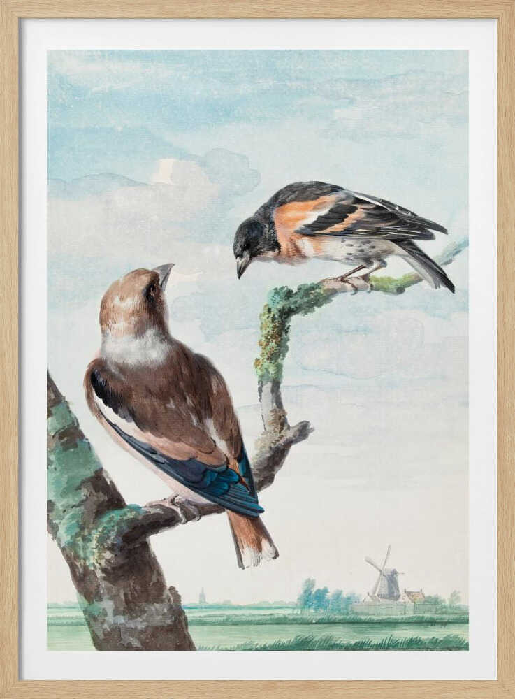 Two Birds  Hawfinch - Poster / Art Print