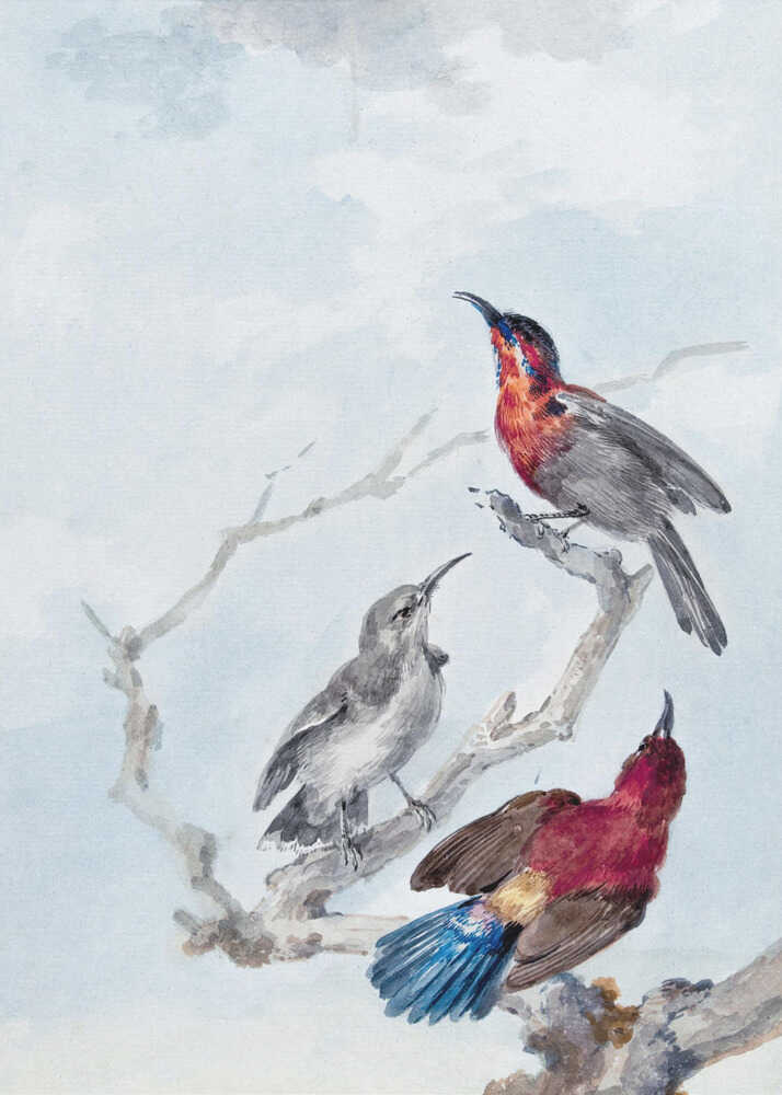 Three Crimson Sunbirds - Poster / Art Print