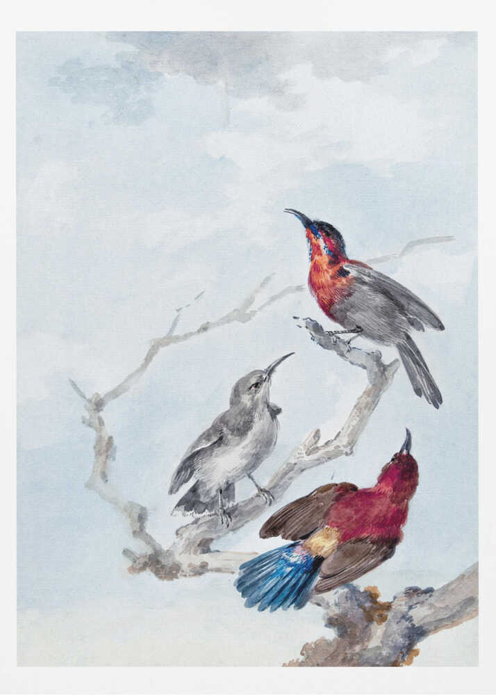Three Crimson Sunbirds - Poster / Art Print