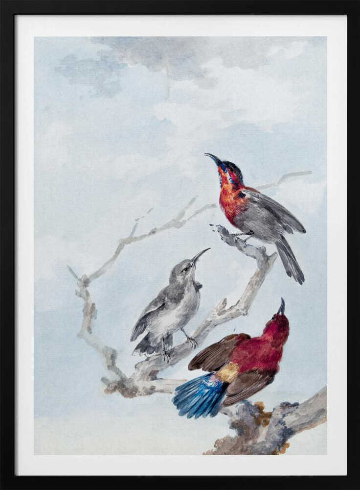 Three Crimson Sunbirds - Poster / Art Print