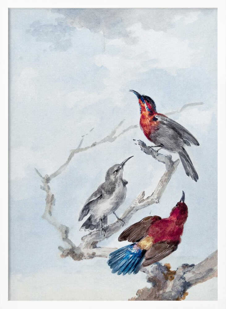 Three Crimson Sunbirds - Poster / Art Print