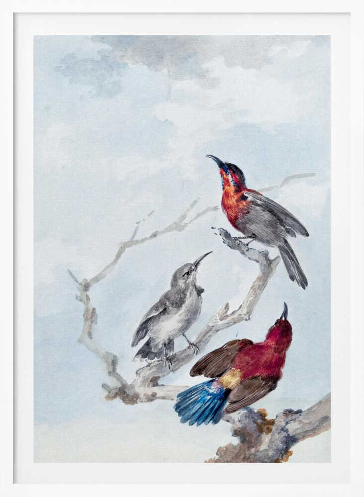 Three Crimson Sunbirds - Poster / Art Print