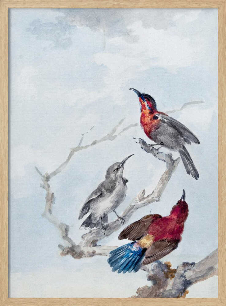 Three Crimson Sunbirds - Poster / Art Print