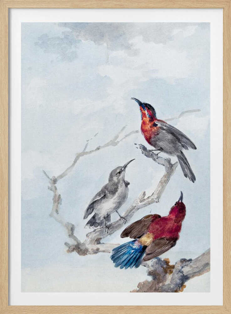 Three Crimson Sunbirds - Poster / Art Print