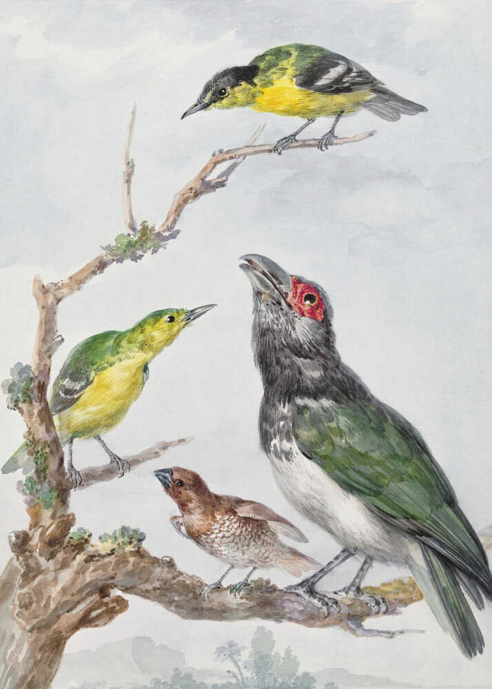 Four Different Birds On a Branch - Poster / Art Print