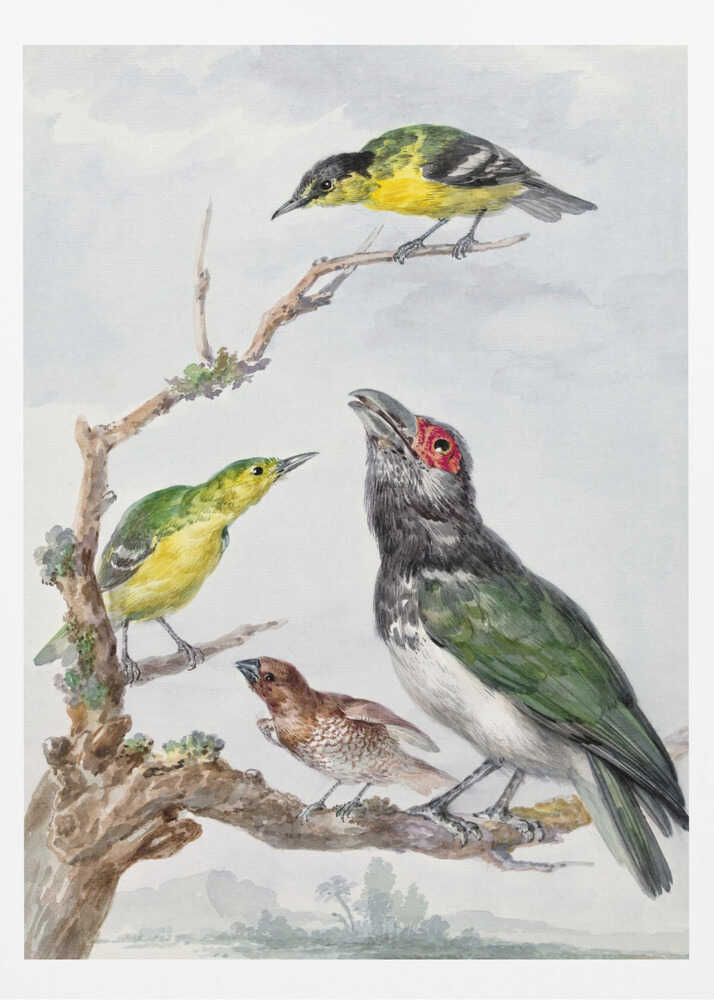 Four Different Birds On a Branch - Poster / Art Print
