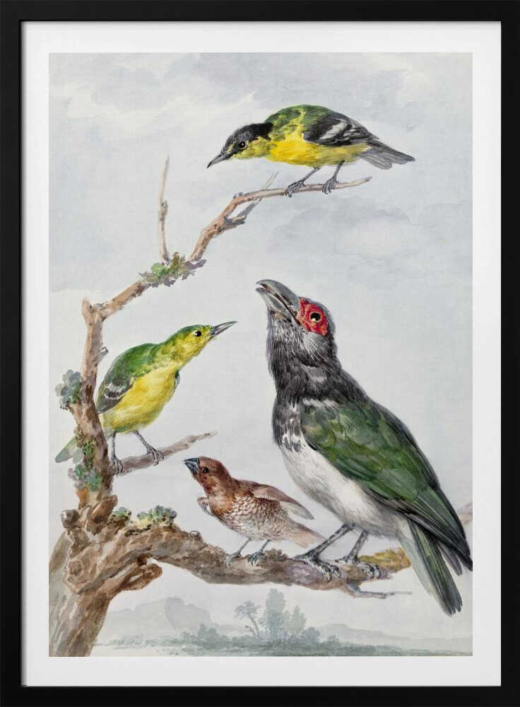 Four Different Birds On a Branch - Poster / Art Print