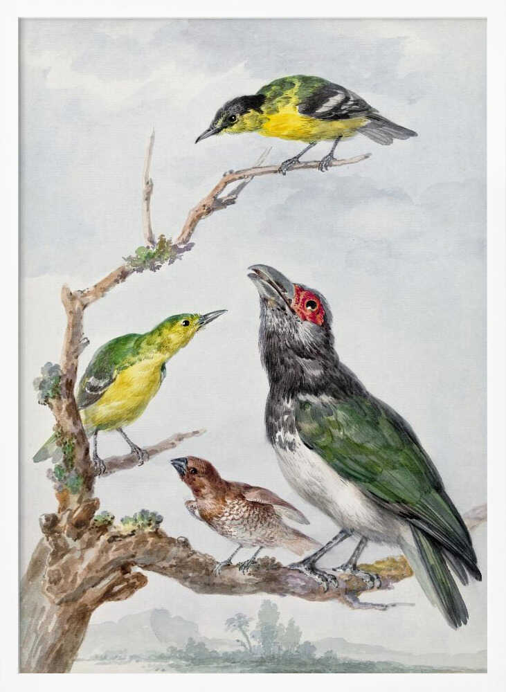 Four Different Birds On a Branch - Poster / Art Print