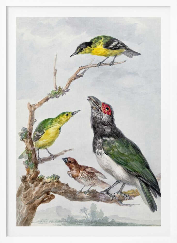 Four Different Birds On a Branch - Poster / Art Print