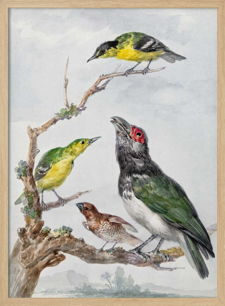 Four Different Birds On a Branch - Poster / Art Print